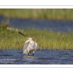 Spatule blanche - Platalea leucorodia - Eurasian Spoonbill