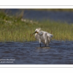 Spatule blanche - Platalea leucorodia - Eurasian Spoonbill