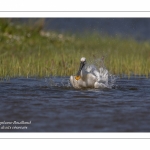 Spatule blanche - Platalea leucorodia - Eurasian Spoonbill