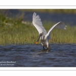 Spatule blanche - Platalea leucorodia - Eurasian Spoonbill