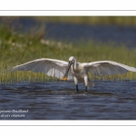 Spatule blanche - Platalea leucorodia - Eurasian Spoonbill