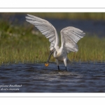 Spatule blanche - Platalea leucorodia - Eurasian Spoonbill