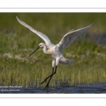 Spatule blanche - Platalea leucorodia - Eurasian Spoonbill