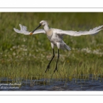 Spatule blanche - Platalea leucorodia - Eurasian Spoonbill