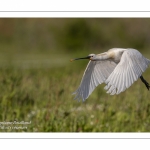 Spatule blanche - Platalea leucorodia - Eurasian Spoonbill