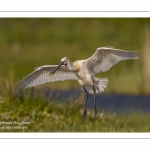 Spatule blanche - Platalea leucorodia - Eurasian Spoonbill