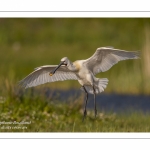 Spatule blanche - Platalea leucorodia - Eurasian Spoonbill