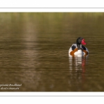 Tadorne de Belon - Tadorna tadorna - Common Shelduck