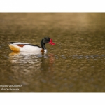 Tadorne de Belon - Tadorna tadorna - Common Shelduck