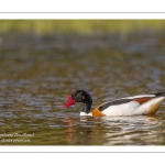 Tadorne de Belon - Tadorna tadorna - Common Shelduck