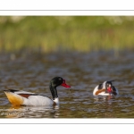 Tadorne de Belon - Tadorna tadorna - Common Shelduck