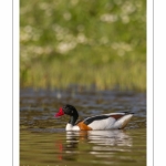 Tadorne de Belon - Tadorna tadorna - Common Shelduck