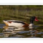 Tadorne de Belon - Tadorna tadorna - Common Shelduck