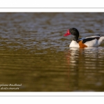 Tadorne de Belon - Tadorna tadorna - Common Shelduck