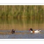 Tadorne de Belon - Tadorna tadorna - Common Shelduck