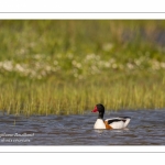 Tadorne de Belon - Tadorna tadorna - Common Shelduck