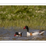 Tadorne de Belon - Tadorna tadorna - Common Shelduck