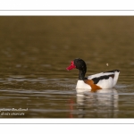 Tadorne de Belon - Tadorna tadorna - Common Shelduck