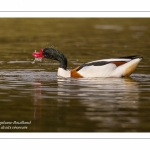 Tadorne de Belon - Tadorna tadorna - Common Shelduck