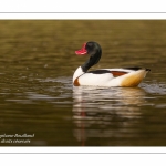 Tadorne de Belon - Tadorna tadorna - Common Shelduck