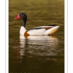 Tadorne de Belon - Tadorna tadorna - Common Shelduck