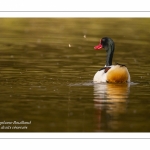 Tadorne de Belon - Tadorna tadorna - Common Shelduck