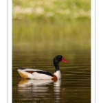 Tadorne de Belon - Tadorna tadorna - Common Shelduck