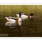 Tadorne de Belon - Tadorna tadorna - Common Shelduck