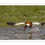 Tadorne de Belon - Tadorna tadorna - Common Shelduck