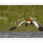 Tadorne de Belon - Tadorna tadorna - Common Shelduck