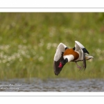 Tadorne de Belon - Tadorna tadorna - Common Shelduck