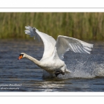 Cygne tuberculé (Cygnus olor, Mute Swan) à l'envol au décollage.