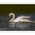 Cygne tuberculé (Cygnus olor, Mute Swan) au bain - Toilette.