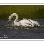 Cygne tuberculé (Cygnus olor, Mute Swan) au bain - Toilette.