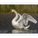 Cygne tuberculé (Cygnus olor, Mute Swan) au bain - Toilette.