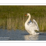 Cygne tuberculé (Cygnus olor, Mute Swan) au bain - Toilette.