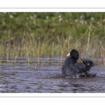 Foulque macroule (Fulica atra - Eurasian Coot) au bain.