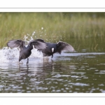 Bagarre entre Foulque macroule (Fulica atra - Eurasian Coot)