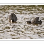 Bagarre entre Foulque macroule (Fulica atra - Eurasian Coot)