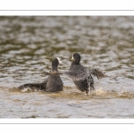 Bagarre entre Foulque macroule (Fulica atra - Eurasian Coot)