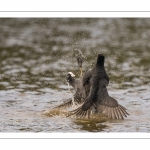 Bagarre entre Foulque macroule (Fulica atra - Eurasian Coot)