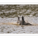 Bagarre entre Foulque macroule (Fulica atra - Eurasian Coot)