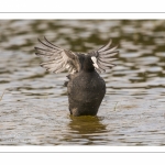 Foulque macroule (Fulica atra - Eurasian Coot) au bain.