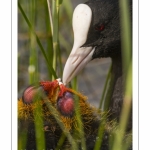 Foulque macroule (Fulica atra - Eurasian Coot)