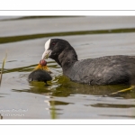 Foulque macroule (Fulica atra - Eurasian Coot)