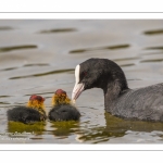 Foulque macroule (Fulica atra - Eurasian Coot)