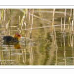 Foulque macroule (Fulica atra - Eurasian Coot)