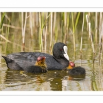 Foulque macroule (Fulica atra - Eurasian Coot)