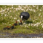 Foulque macroule (Fulica atra - Eurasian Coot)