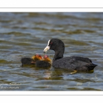 Foulque macroule (Fulica atra - Eurasian Coot)